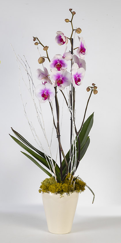 Orquidea phallaenopsis Bicolor - Arteflor